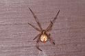 Latrodectus_hasselti_D3408_Z_92_E. of Nuendah homestead_Australie
